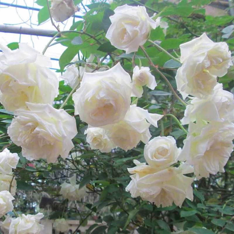 Hoa hồng bạch có tác dụng trị ho
