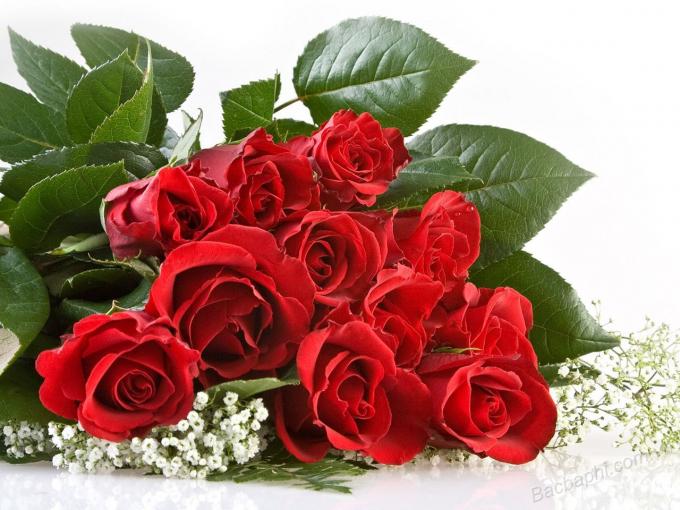 Hoa hồng phớt tượng trưng cho tình yêu mới chớm nở