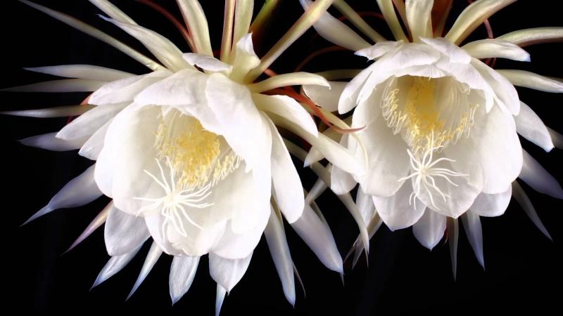 Hoa Kadupul là một trong những loài hoa đẹp và quý hiếm nhất thế giới