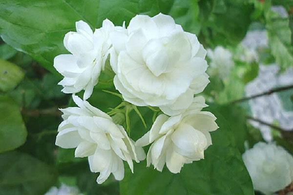 Loài hoa xinh đẹp này còn phảng phất hương thơm dễ chịu