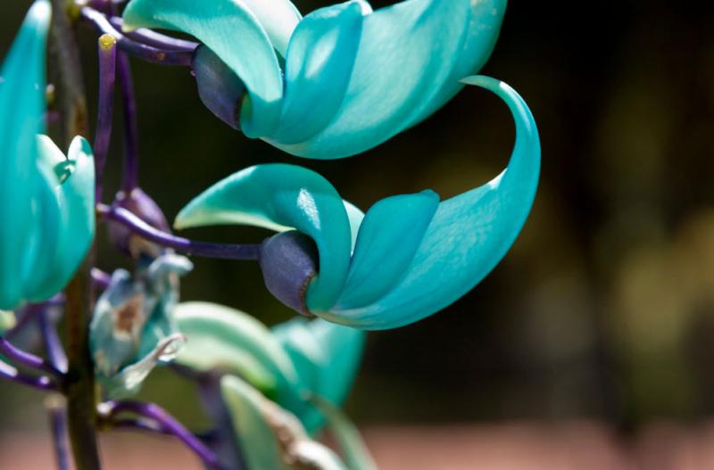Móng cọp xanh là một loài hoa quý hiếm thuộc họ nhà Đậu