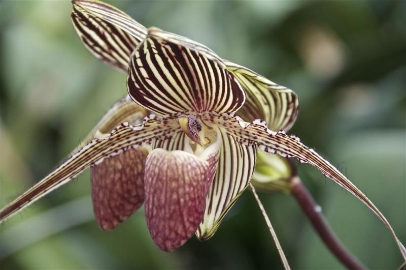 Rothschild’s Slipper Orchid