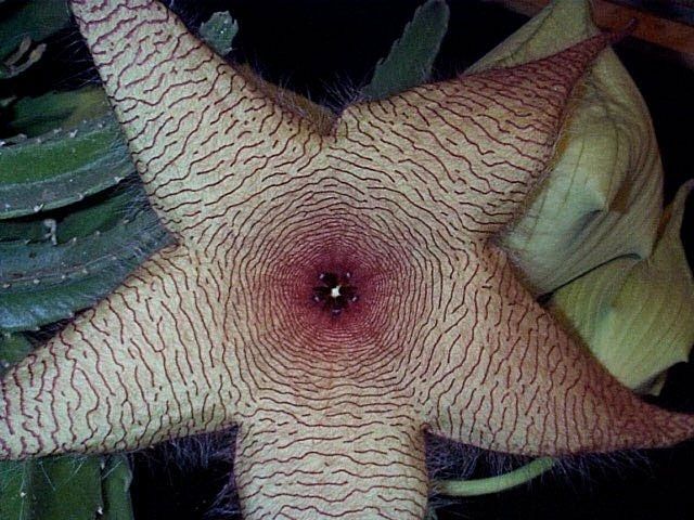 Một dạng khác Hoa sao biển thối