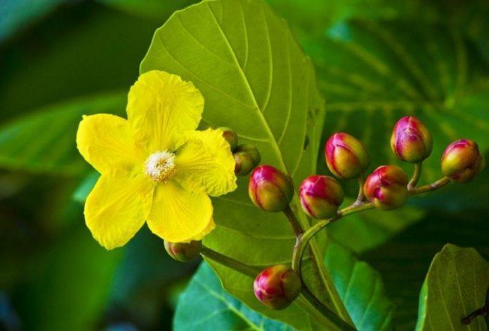 Hoa Simpor - Quốc hoa của Brunei