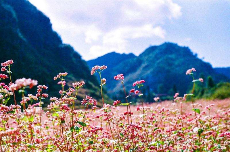 Bạn chỉ cần dành ra ba ngày cuối tuần là vừa đủ để đi hết những địa điểm du lịch hấp dẫn nhất ở Hà Giang, ngắm sắc phướt hồng và đặc biệt sẽ thật tuyệt khi 