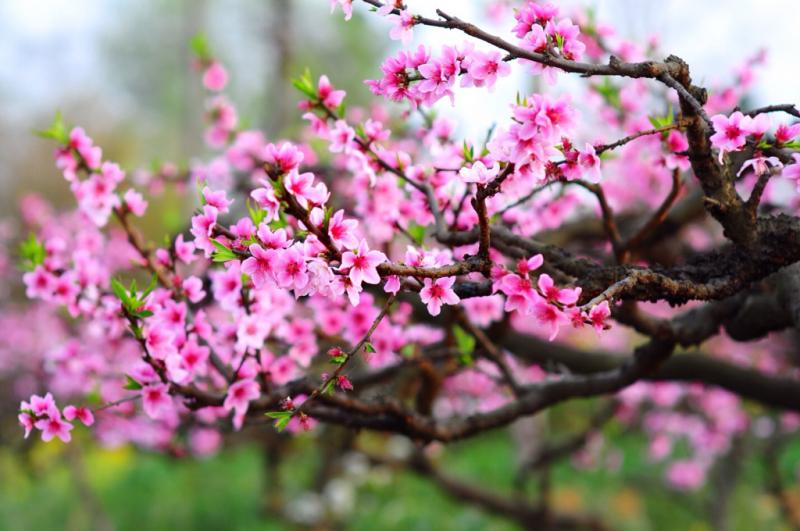 Hoa đào hồng rực như món ăn tinh thần không thể thiếu của người dân miền Bắc trong dịp Tết