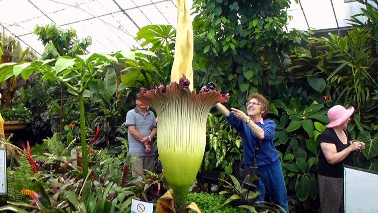 Mỗi cụm hoa của chúng có thể lên tới độ cao 3m và nặng đến 75kg.