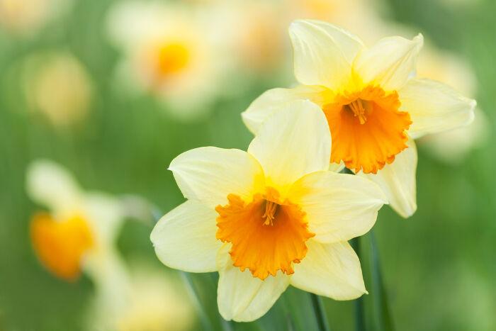 Hoa thủy tiên - Narcissus