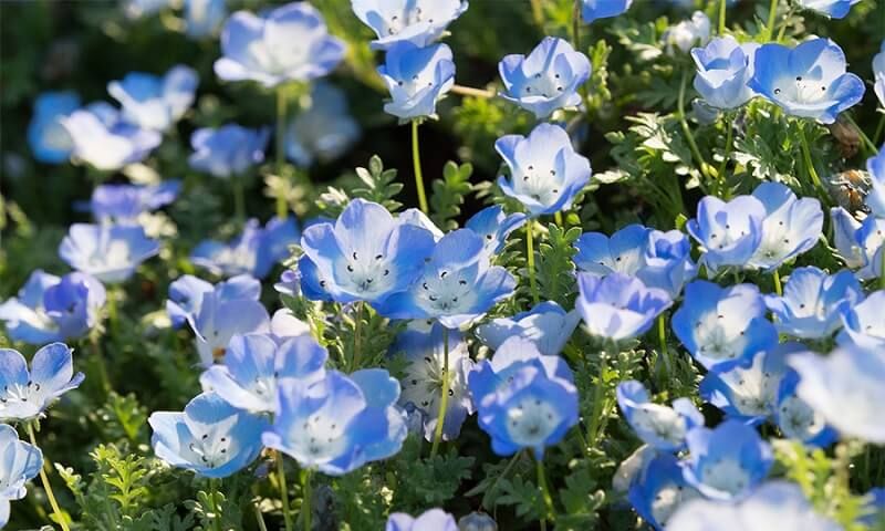 Hoa thuỷ tiên xanh