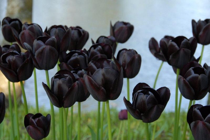 Hoa tulip đen