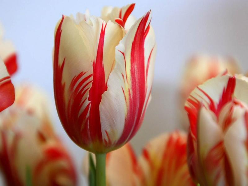 Hoa tulip thế kỷ 17
