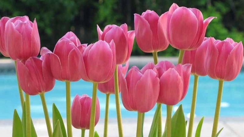 Hoa Tulip - biểu tượng của sự hoàn mỹ và tình yêu
