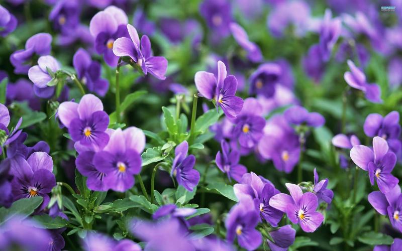 Như một biểu tượng tình yêu trung thành, hoa violet truyền đạt thông điệp về lòng trung thành và niềm tin vào tình yêu