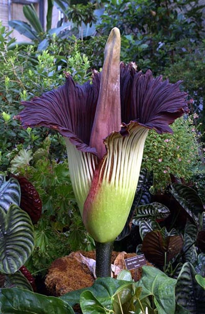 Hoa xác thối là loài hoa lớn nhất và nặng mùi nhất trên thế giới