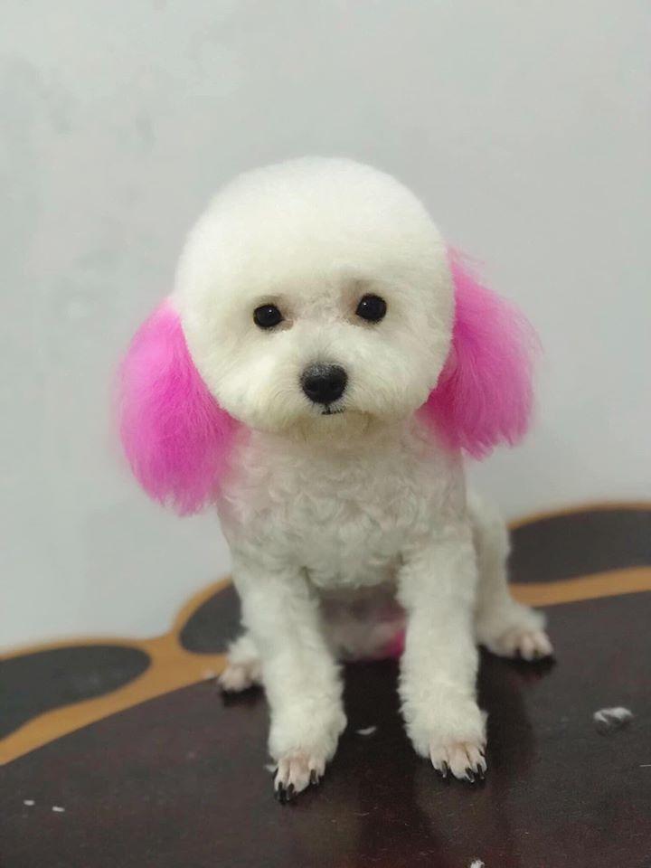 Huong Poodle Home