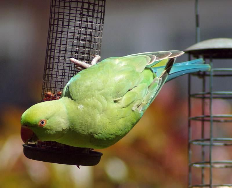 Vẹt Indian Ring Parakeet gây ấn tượng với một khả năng xuất sắc trong việc phát âm những chữ mà chúng học được