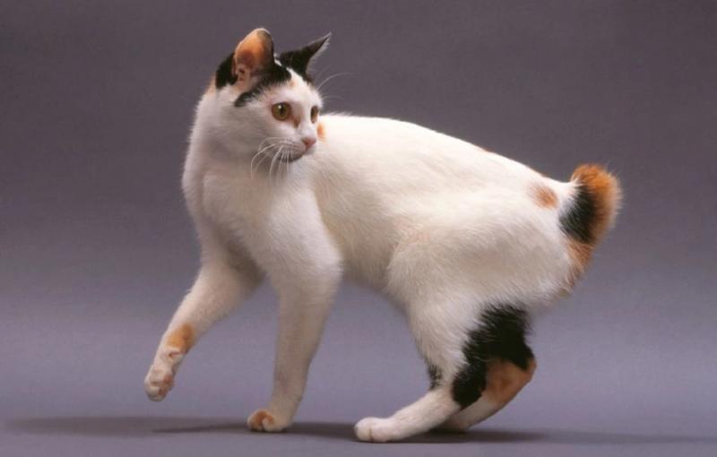 Đặc điểm của mèo cộc đuôi Nhật bản