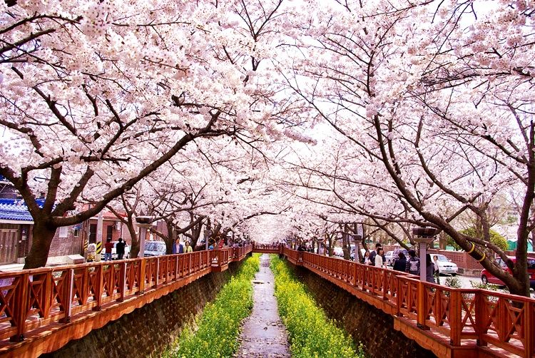 ﻿﻿Jinhae là địa điểm tổ chức lễ hội hoa anh đào thường niên.