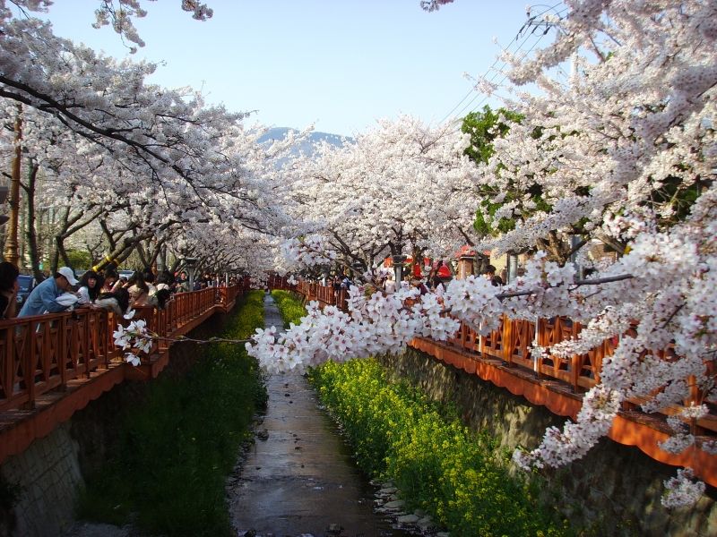 Jinhae là quê hương của hội hoa anh đào lớn nhất Hàn Quốc