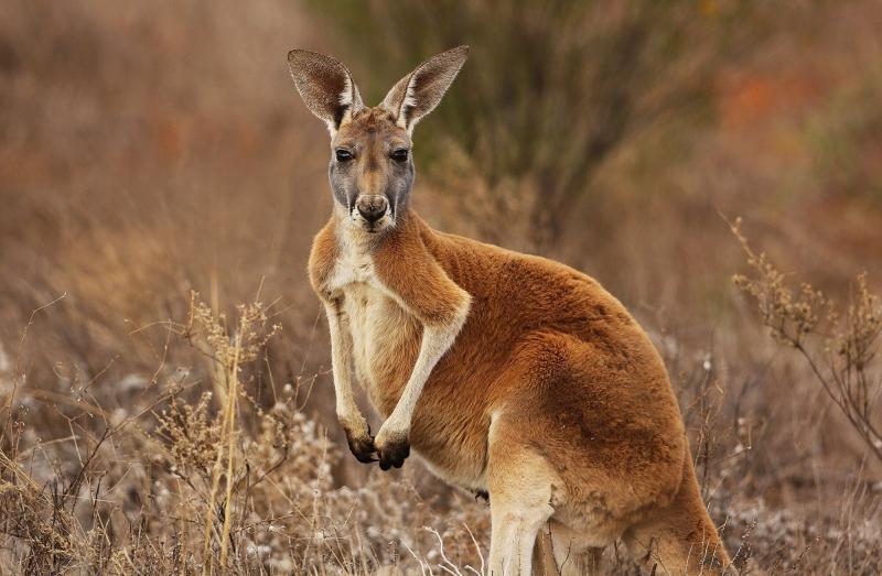 Kangaroo – Không đi lùi