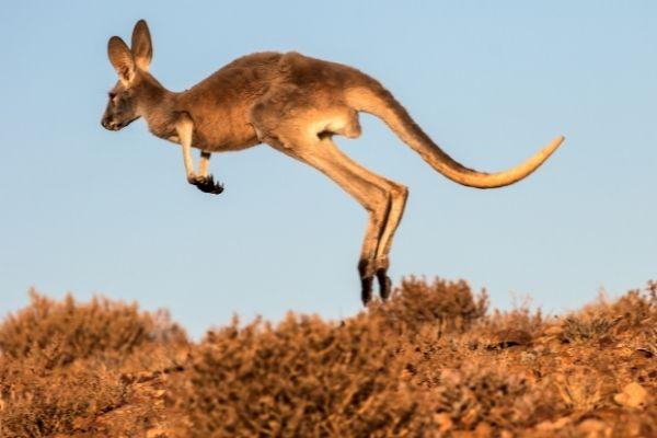 Kangaroo không đổ mồ hôi.