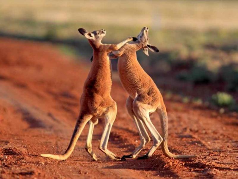 Kangaroo – Kỷ lục nhảy xa