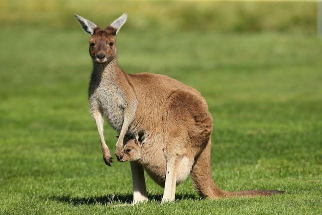 Kangaroo - Quá trình sinh trưởng thần kỳ của con trong chiếc túi của mẹ