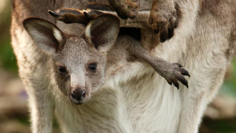 Kangaroo - Quá trình sinh trưởng thần kỳ của con trong chiếc túi của mẹ