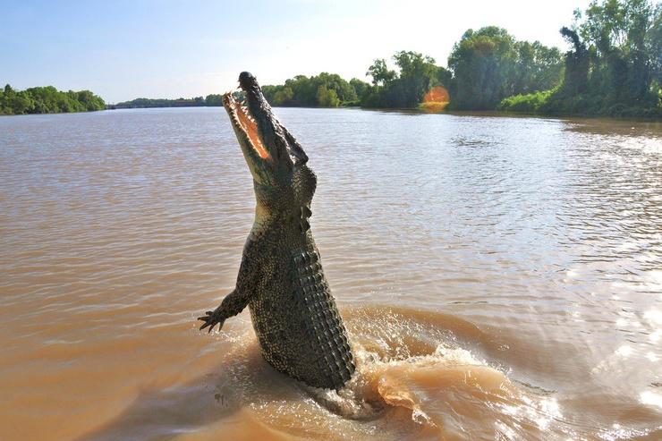 Khả năng bơi lội của cá sấu nước mặn