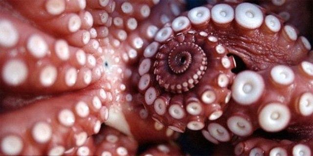 Một số sự thật thú vị về xúc tu của bạch tuộc