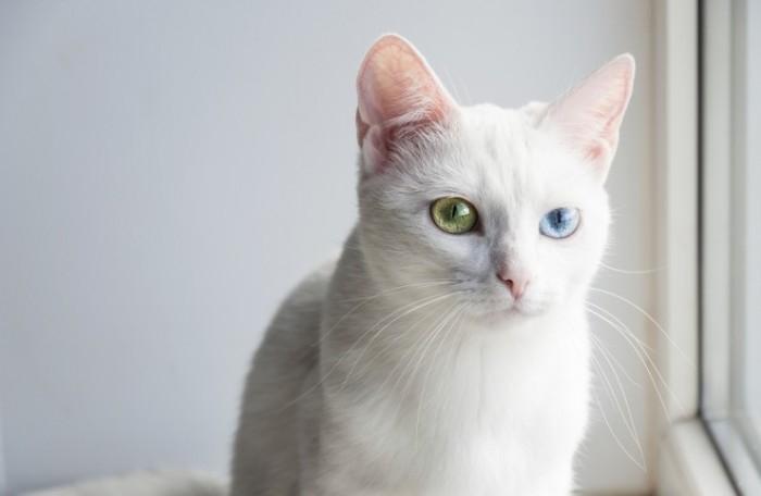 Mèo Khao Manee có bộ lông trắng tinh khiết và đôi mắt xanh biếc