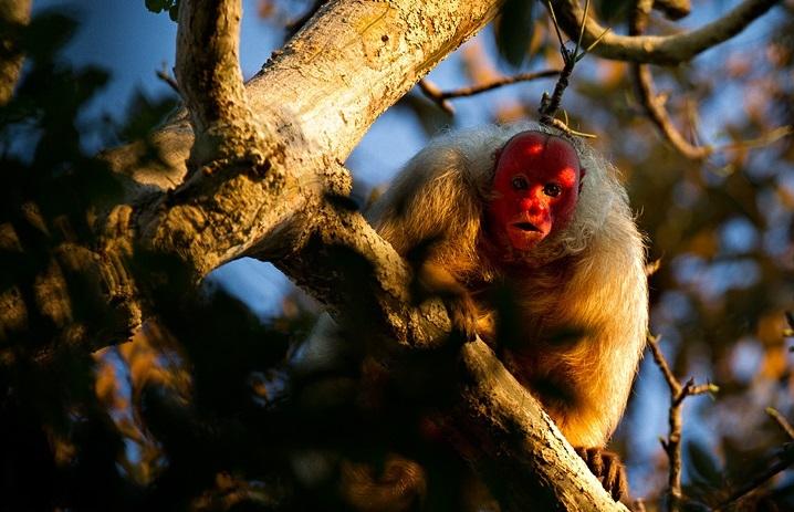 Khỉ Bald Uakari với khuôn mặt đỏ bừng bừng sát khí