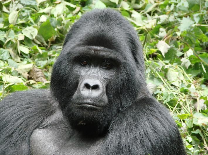 Khỉ đột núi có tên khoa học là mountain gorillas