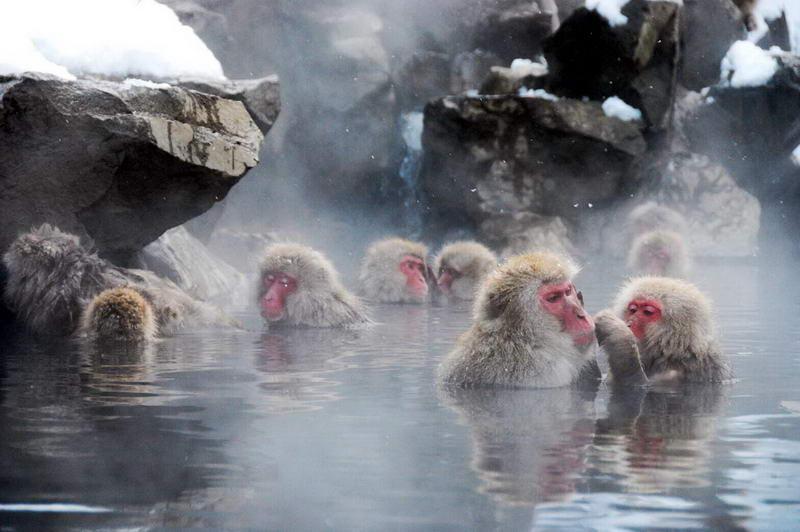 Khỉ Nhật Bản thích tắm nước nóng