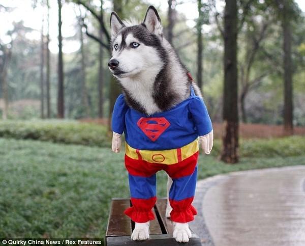 Khi thú cưng làm siêu anh hùng
