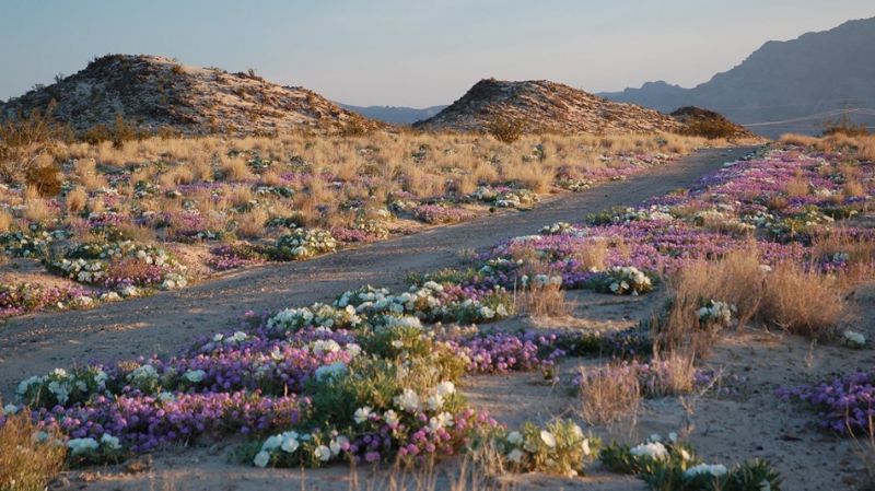Khu bảo tồn quốc gia Mojave, California, Mỹ