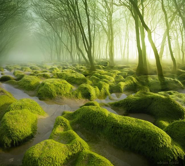 Khu đầm lầy phủ đầy rêu xanh ở Rumani