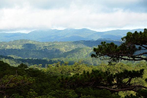 Những cánh rừng nguyên sinh tại khu dự trữ sinh quyển LangBiang
