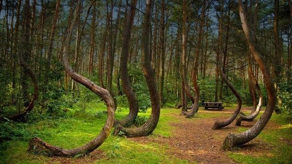 Rừng Crooked, Ba Lan