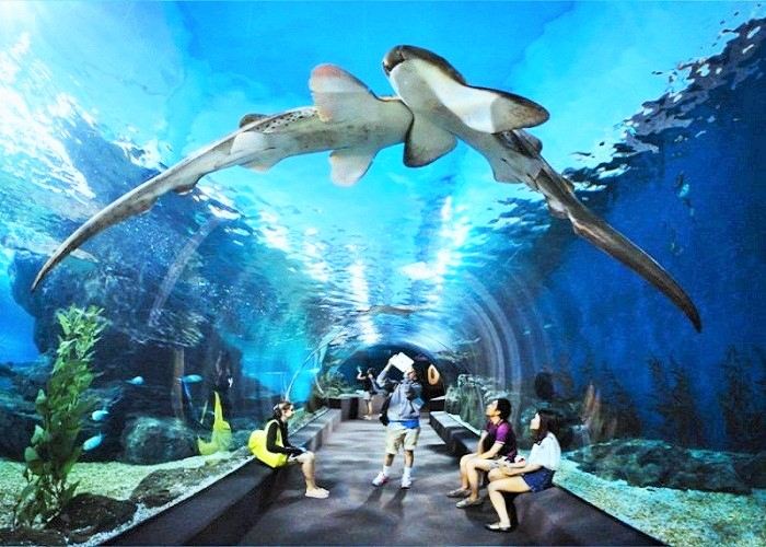 Khu thủy cung Vinpearl Aquarium