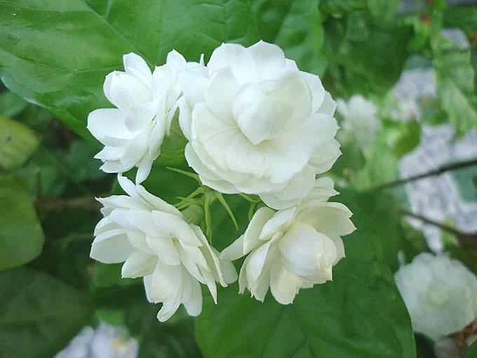 Hoa nhài trắng muốt, tinh khiết nhưng lại có mùi thơm hăng hắc, nồng nàn.