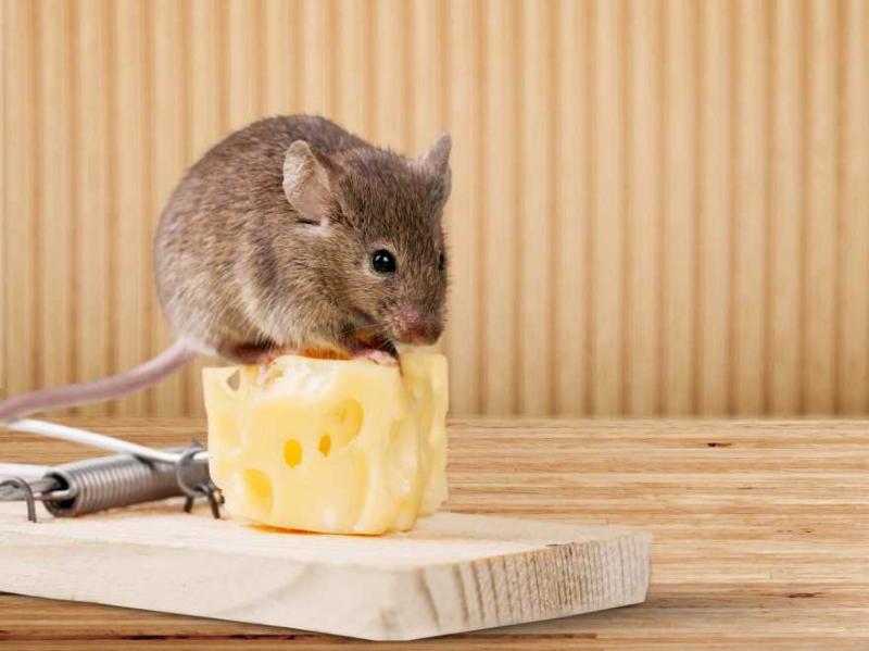Những chú chuột có khả năng chui qua kẽ hở có kích thước 6mm