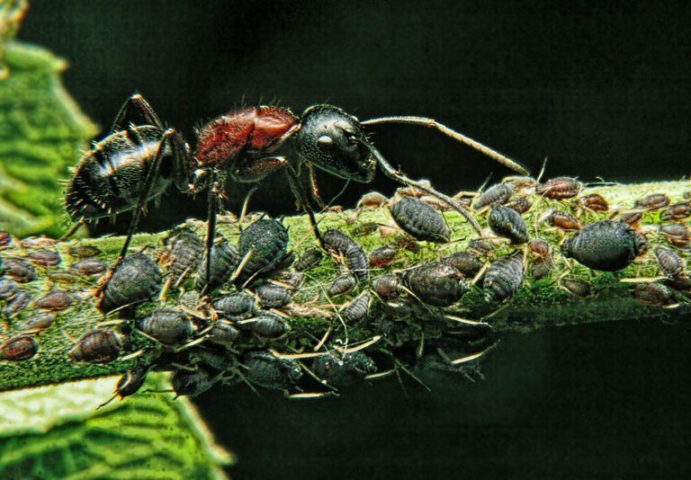 kiến biết cách chăn nuôi và thu hoạch dịch ngọt từ đàn rệp