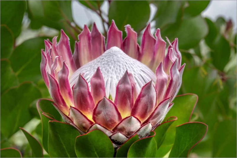 King Protea – Quốc hoa của Nam Phi