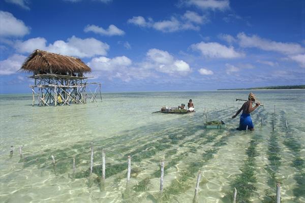 Canh tác rong biển ở Kiribati