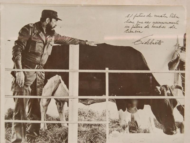 Chú bò Ubre Blanca có thể cho sữa lên tới 110 lít/ngày