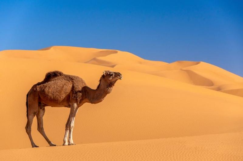 Lạc đà kiếm ăn trên sa mạc như thế nào?