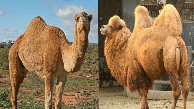 Lạc đà là loài động vật lớn nhất sống được trên sa mạc