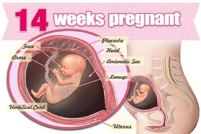 Lần khám thai thứ hai (11-14 tuần)