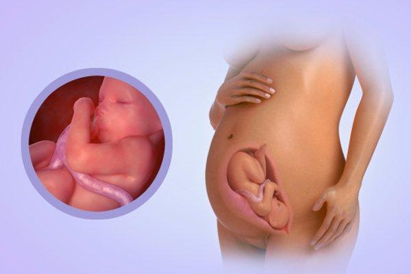 Lần khám thai thứ sáu (31-32 tuần)